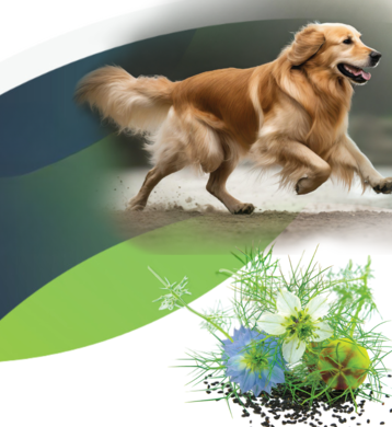 ThymoQuin® for canines